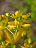 Hypericum empetrifolium. Часть соцветия. Греция, о. Родос, окр. поселения Лакки, заросли кустарников у обочины дороги. 6 мая 2011 г.