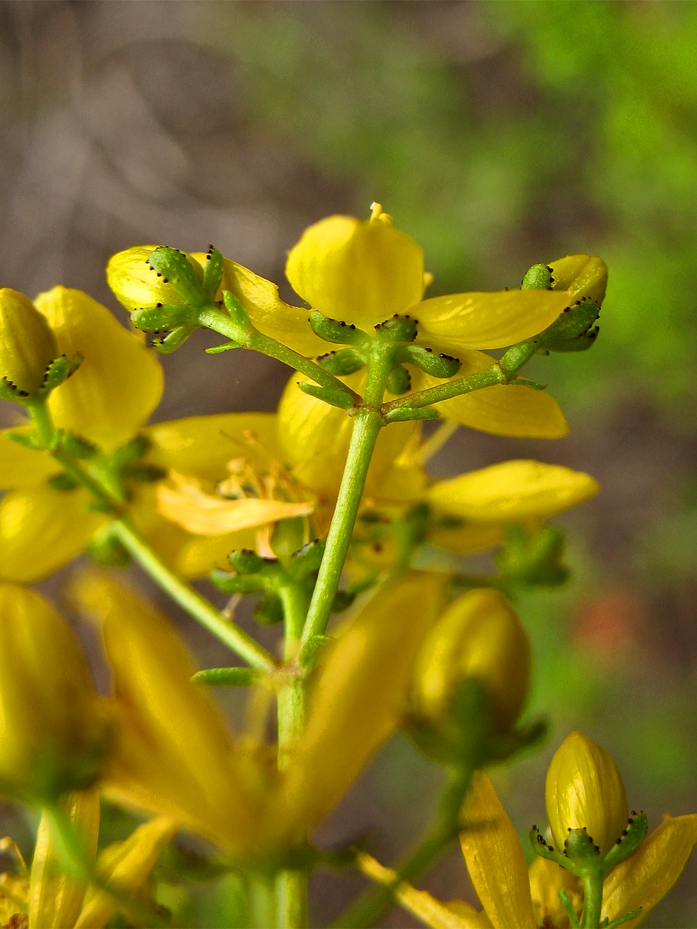 Image of Hypericum empetrifolium specimen.
