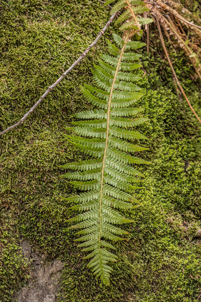 Изображение особи Polystichum braunii.