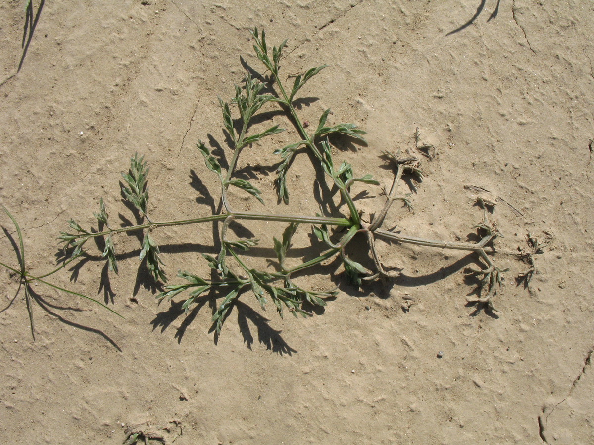 Изображение особи Ferula tschuiliensis.