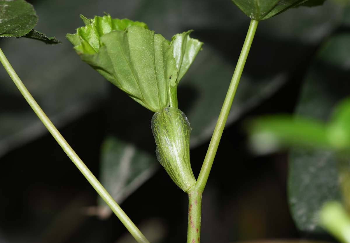 Image of genus Begonia specimen.