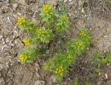 Haplophyllum suaveolens. Верхушки побегов с бутонами. Крым, городской округ Феодосия, окр. пос. Орджоникидзе, гора Батон, каменистая степь. 02.05.2021.