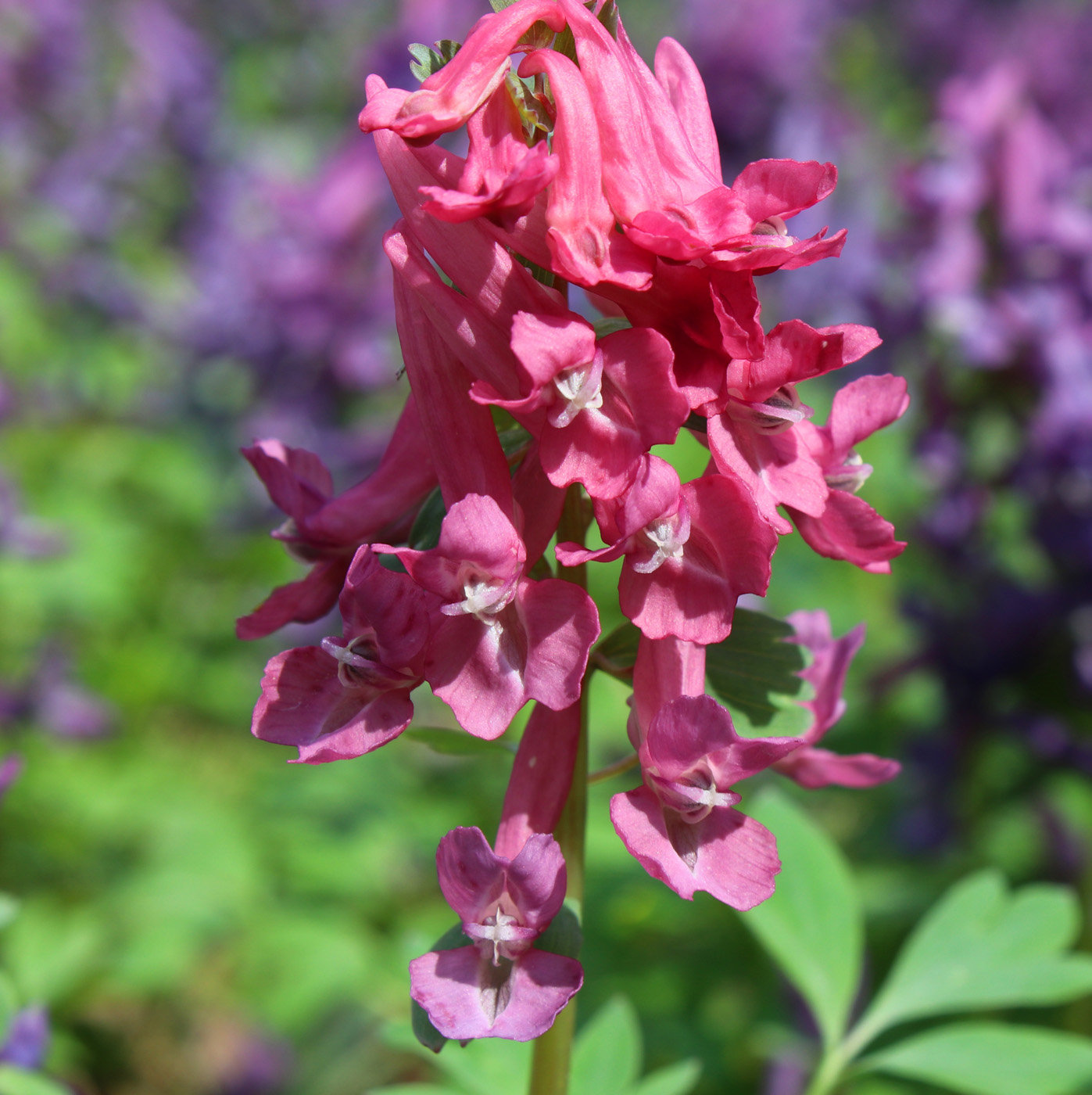 Изображение особи Corydalis solida.