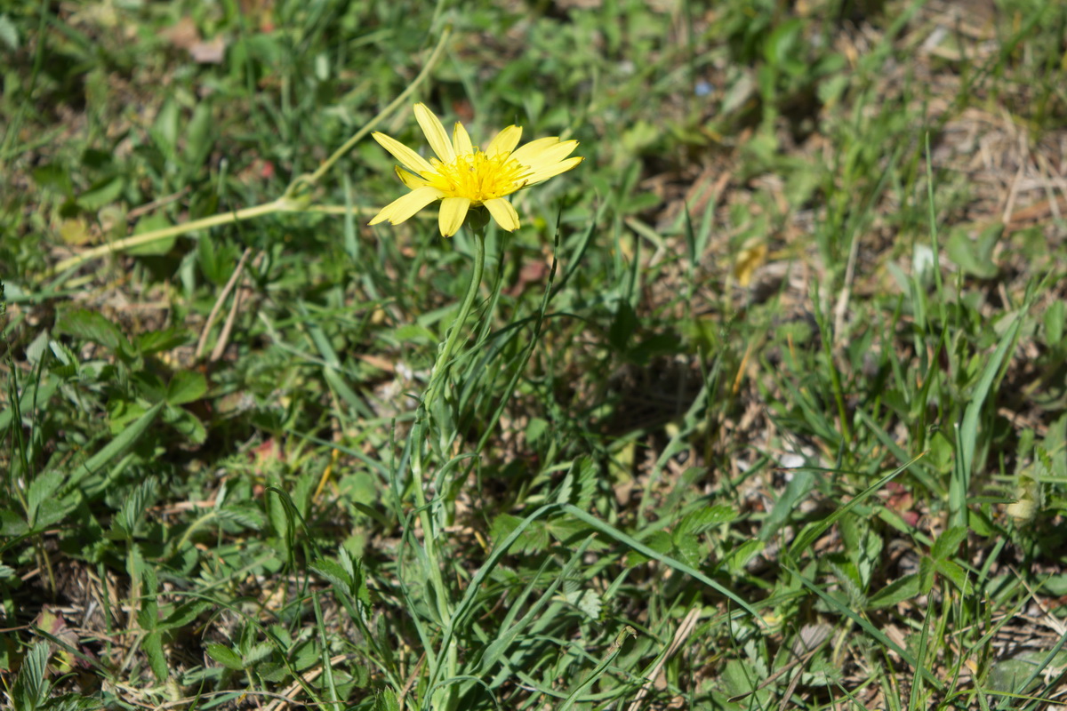 Изображение особи род Tragopogon.