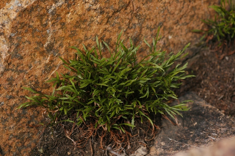 Image of Asplenium septentrionale specimen.