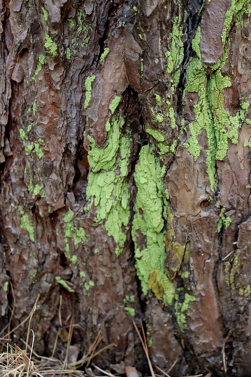 Изображение особи Psilolechia lucida.