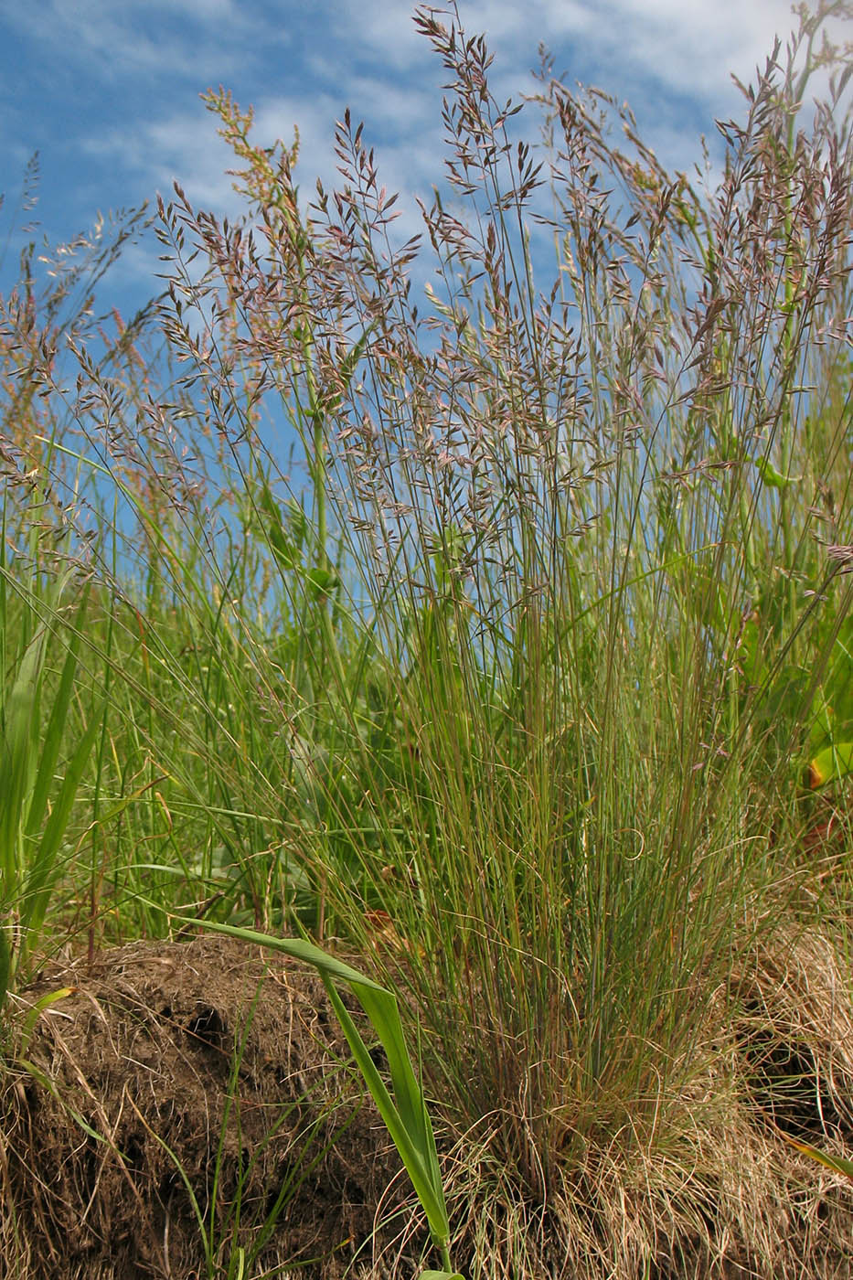 Изображение особи Festuca valesiaca.