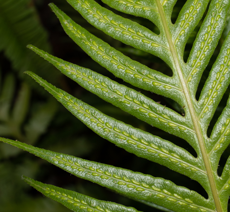 Image of Woodwardia prolifera specimen.