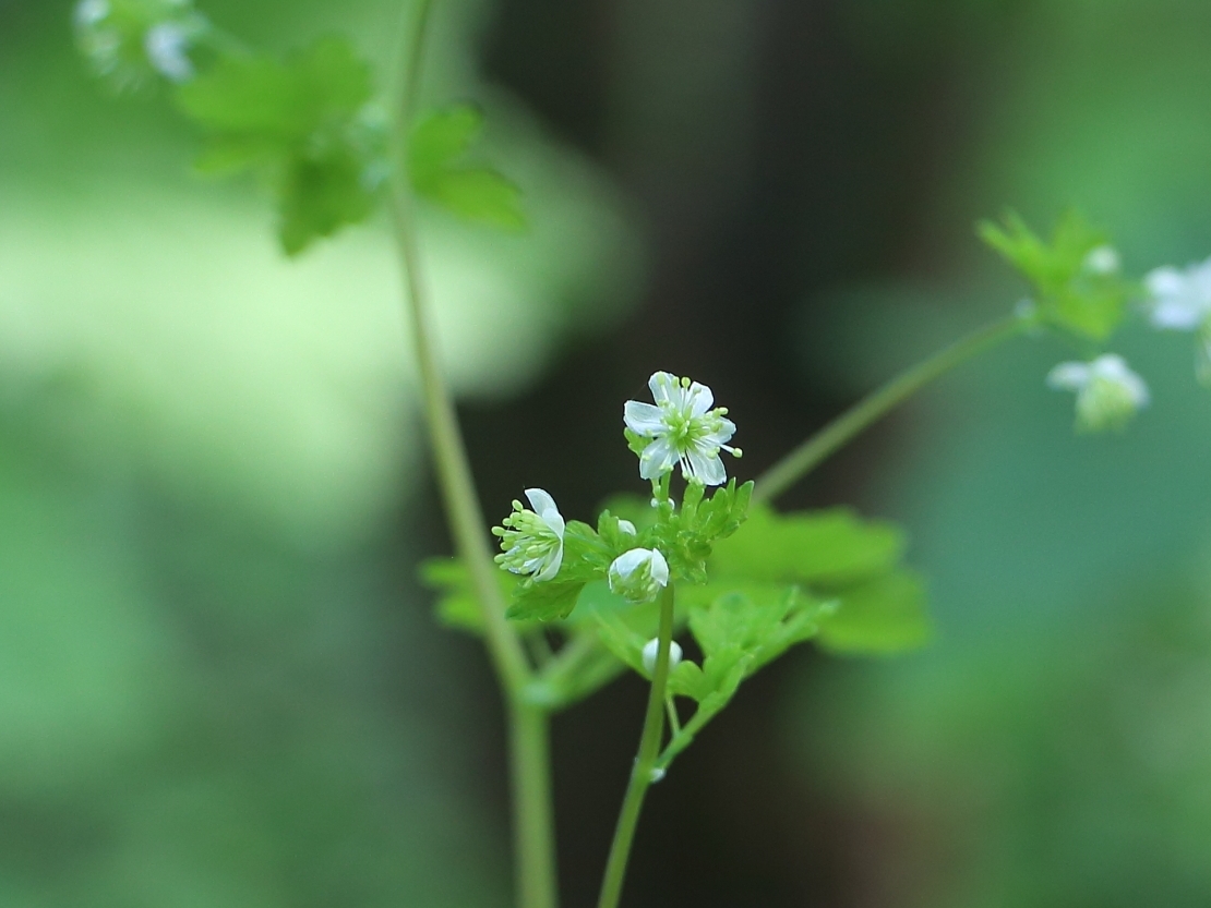 Изображение особи Thalictrum sparsiflorum.