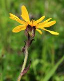 Ligularia calthifolia