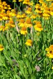 Helenium autumnale