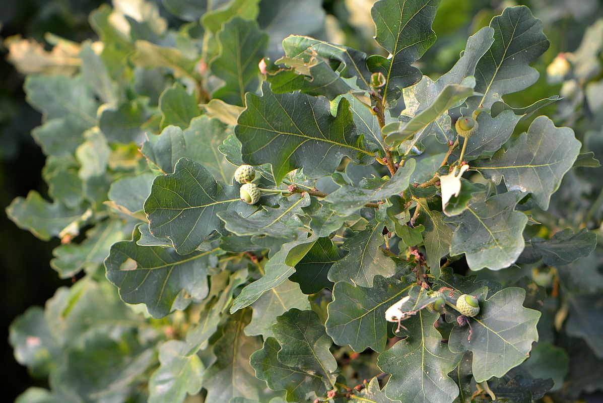 Image of Quercus robur specimen.