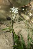 Cardamine tenera. Верхушка побега с соцветием. Краснодарский край, Абинский р-н, окр. станицы Шапсугская, берег реки. 15.06.2021.