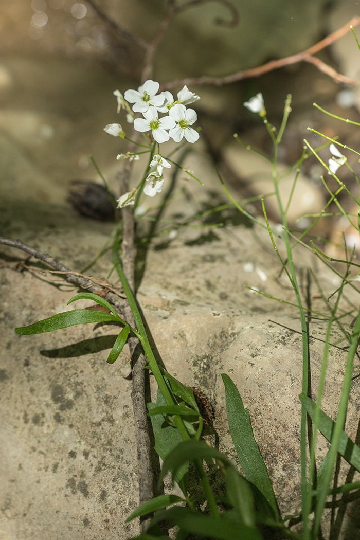 Изображение особи Cardamine tenera.