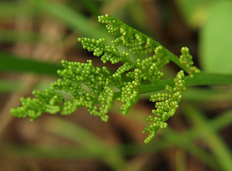 Image of Botrychium robustum specimen.