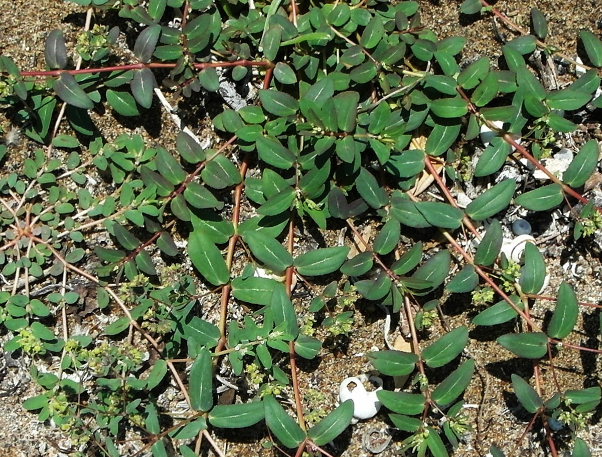 Image of Euphorbia hypericifolia specimen.