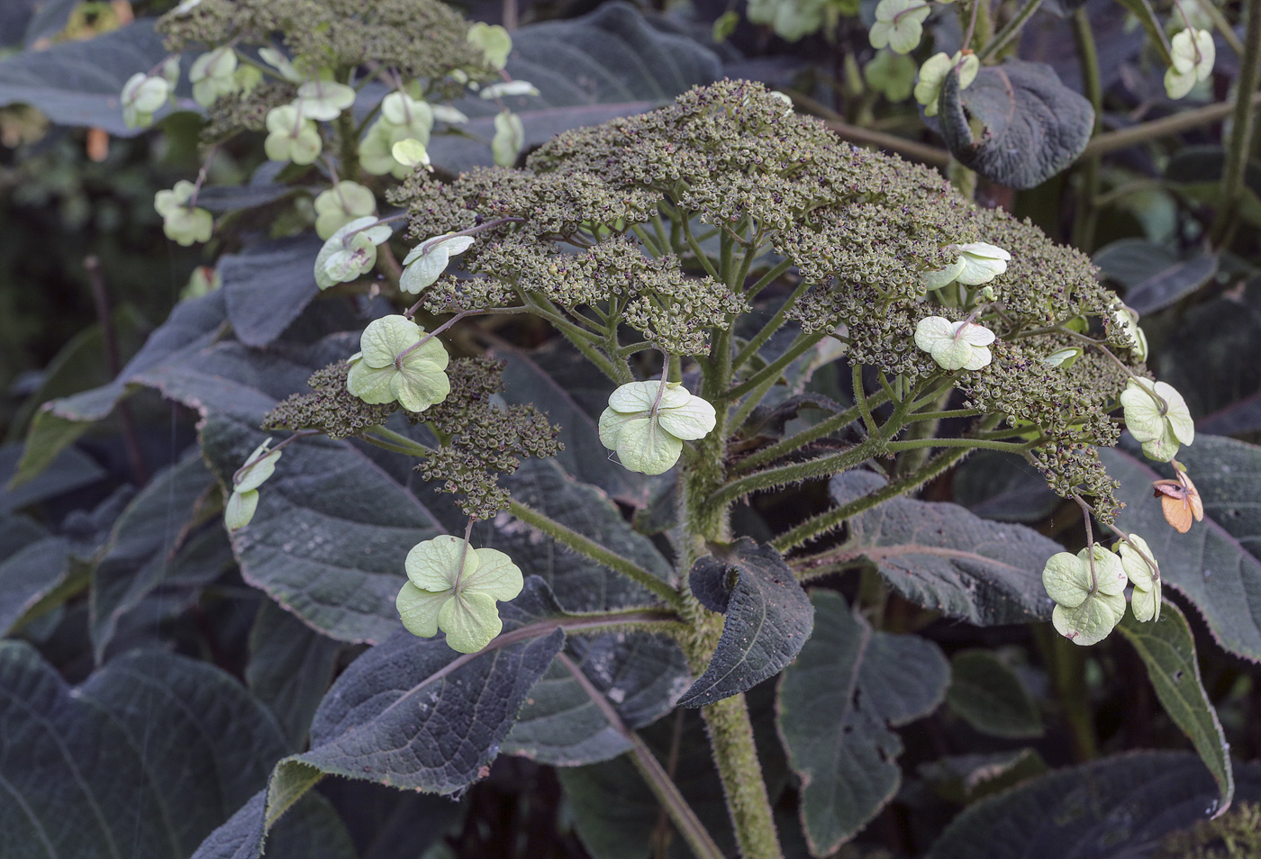 Image of Hydrangea aspera ssp. sargentiana specimen.