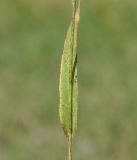 род Echinochloa