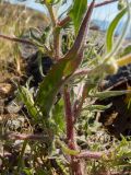 Crepis rhoeadifolia. Часть стебля с основаниями боковых побегов. Греция, Эгейское море, о. Сирос, окр. пос. Фабрика (Φάμπρικα), возле грунтовой дороги. 22.04.2021.