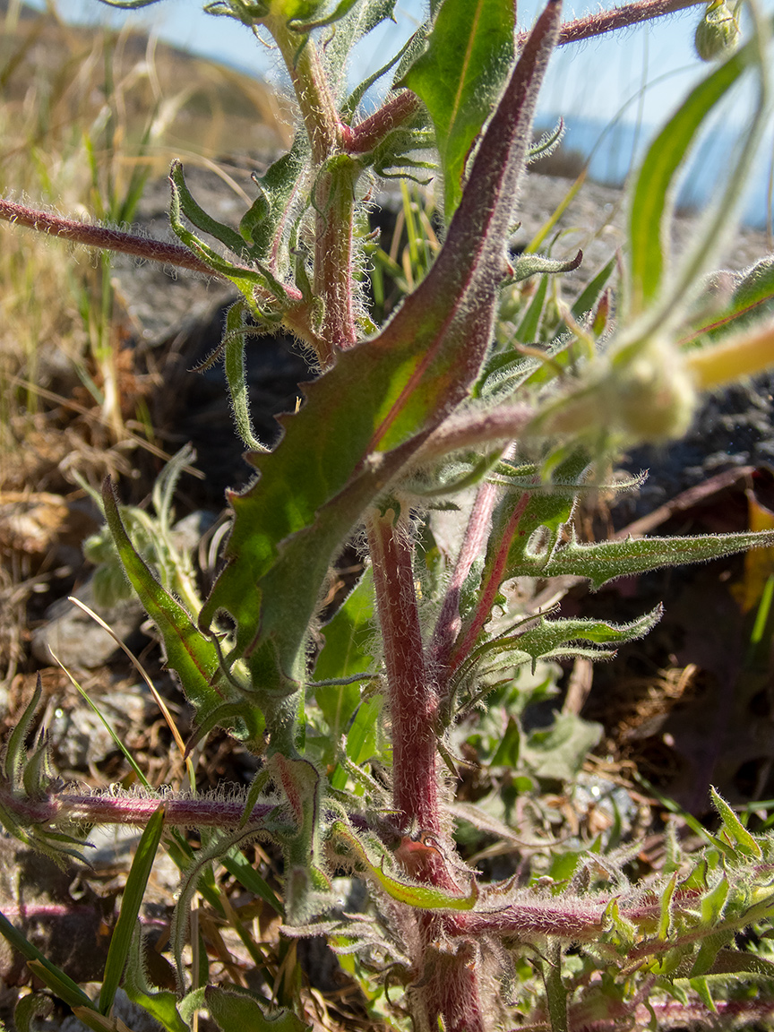 Image of Crepis rhoeadifolia specimen.