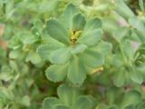 Rhodiola rosea. Верхушка побега с аномальным плодом. Хабаровск, ул. Ульяновская, дом 60, в культуре. 07.06.2014.