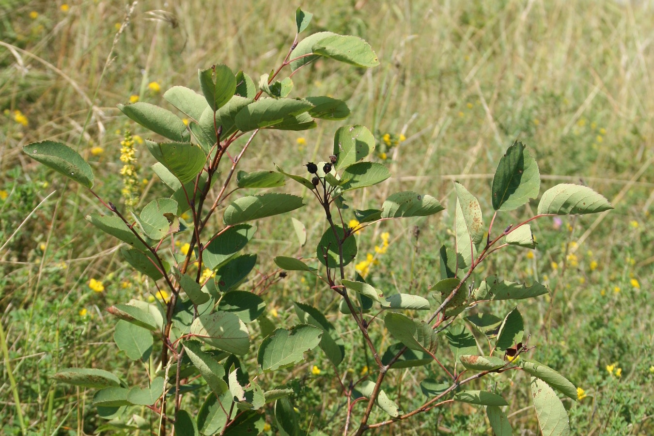 Image of Amelanchier spicata specimen.