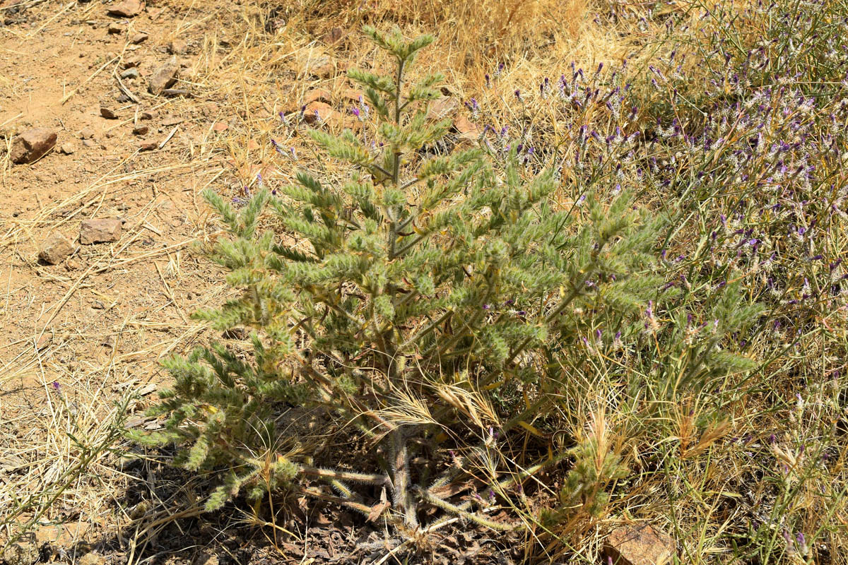 Image of Echium biebersteinii specimen.