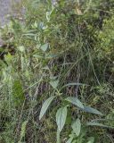 Lithospermum officinale