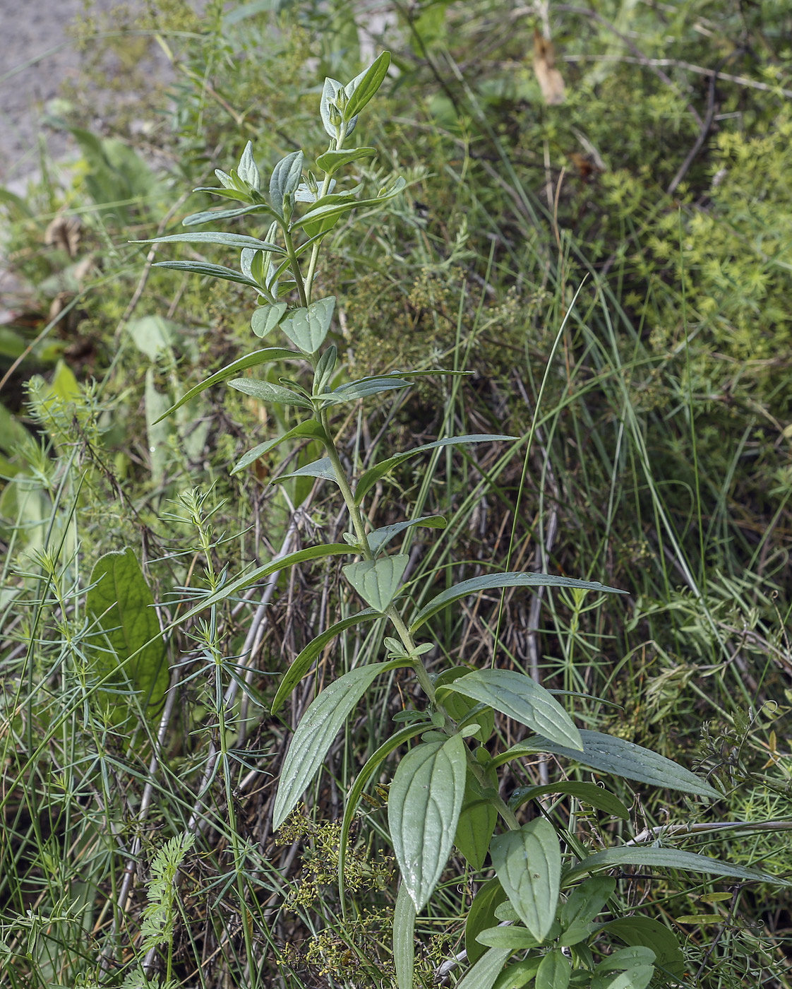 Image of Lithospermum officinale specimen.