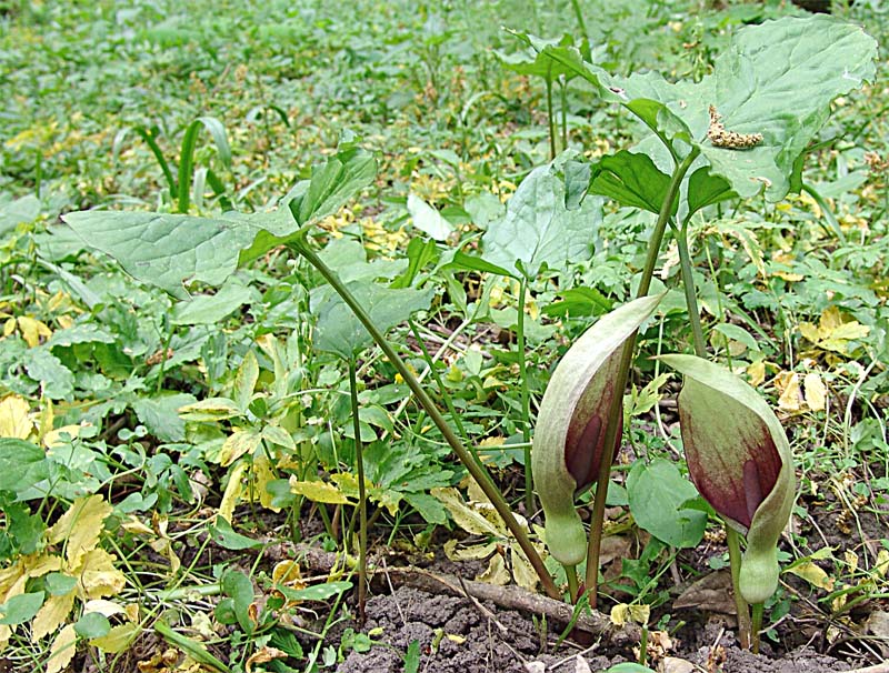 Изображение особи Arum orientale.