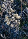 familia Asteraceae. Плодоносящее растение. Крым, гора Северная Демерджи, степной склон. 30.10.2021.