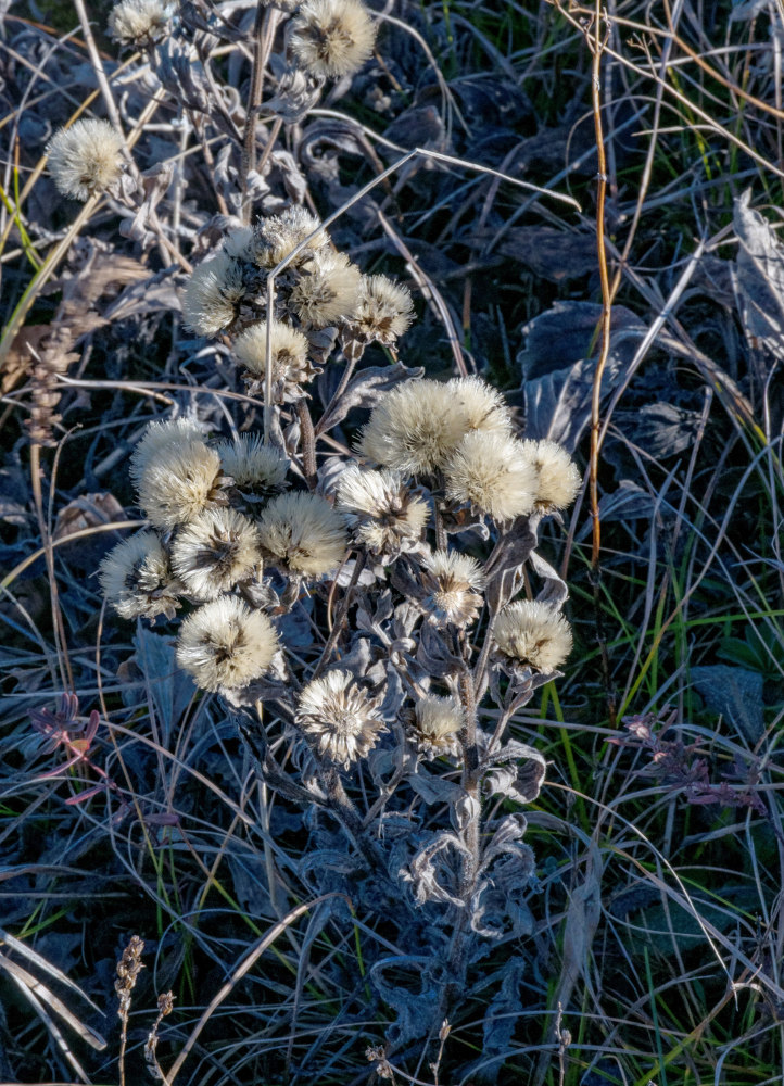 Изображение особи семейство Asteraceae.