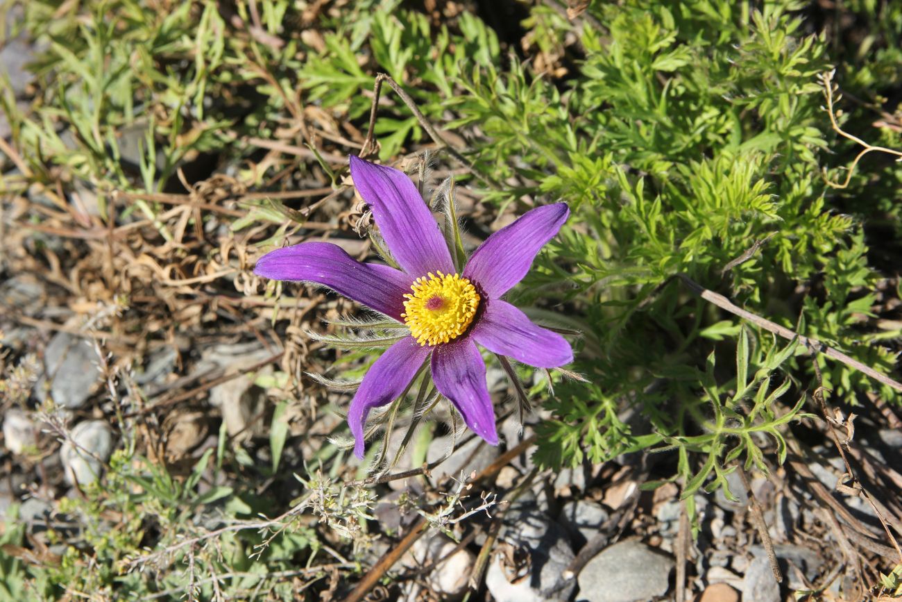 Изображение особи род Pulsatilla.