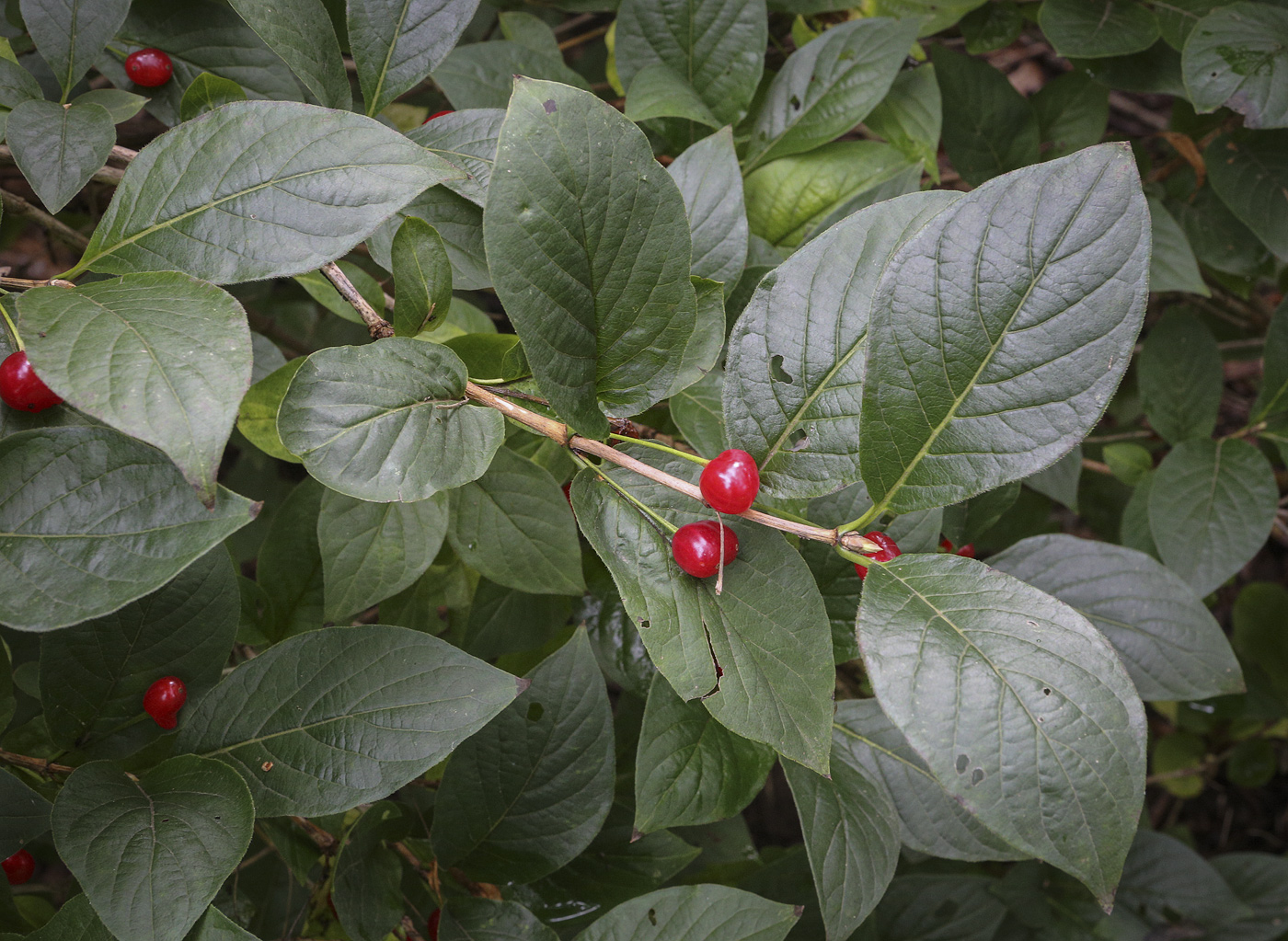 Image of Lonicera alpigena specimen.