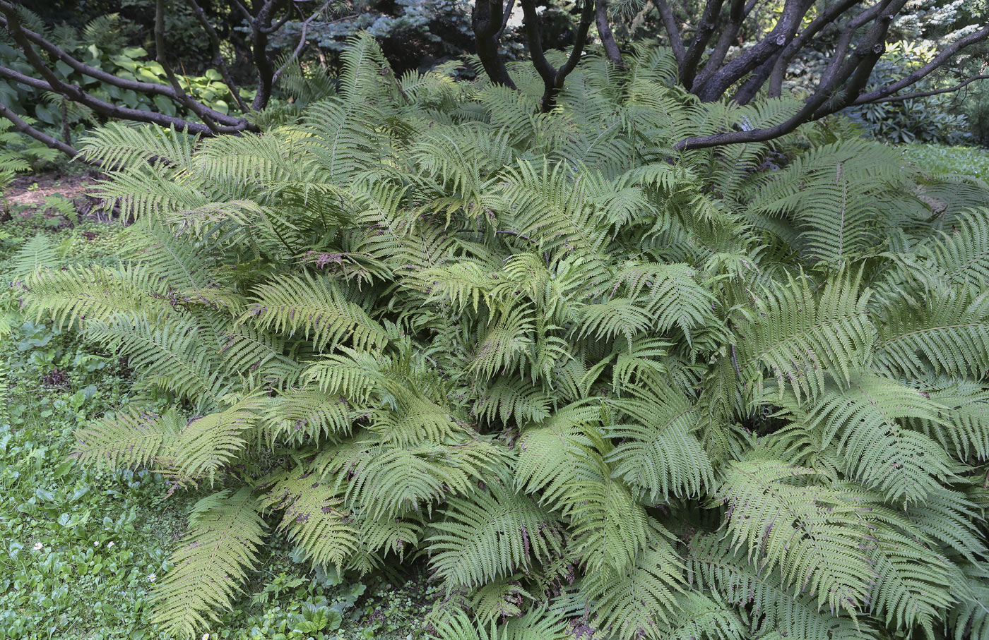 Image of Matteuccia struthiopteris specimen.