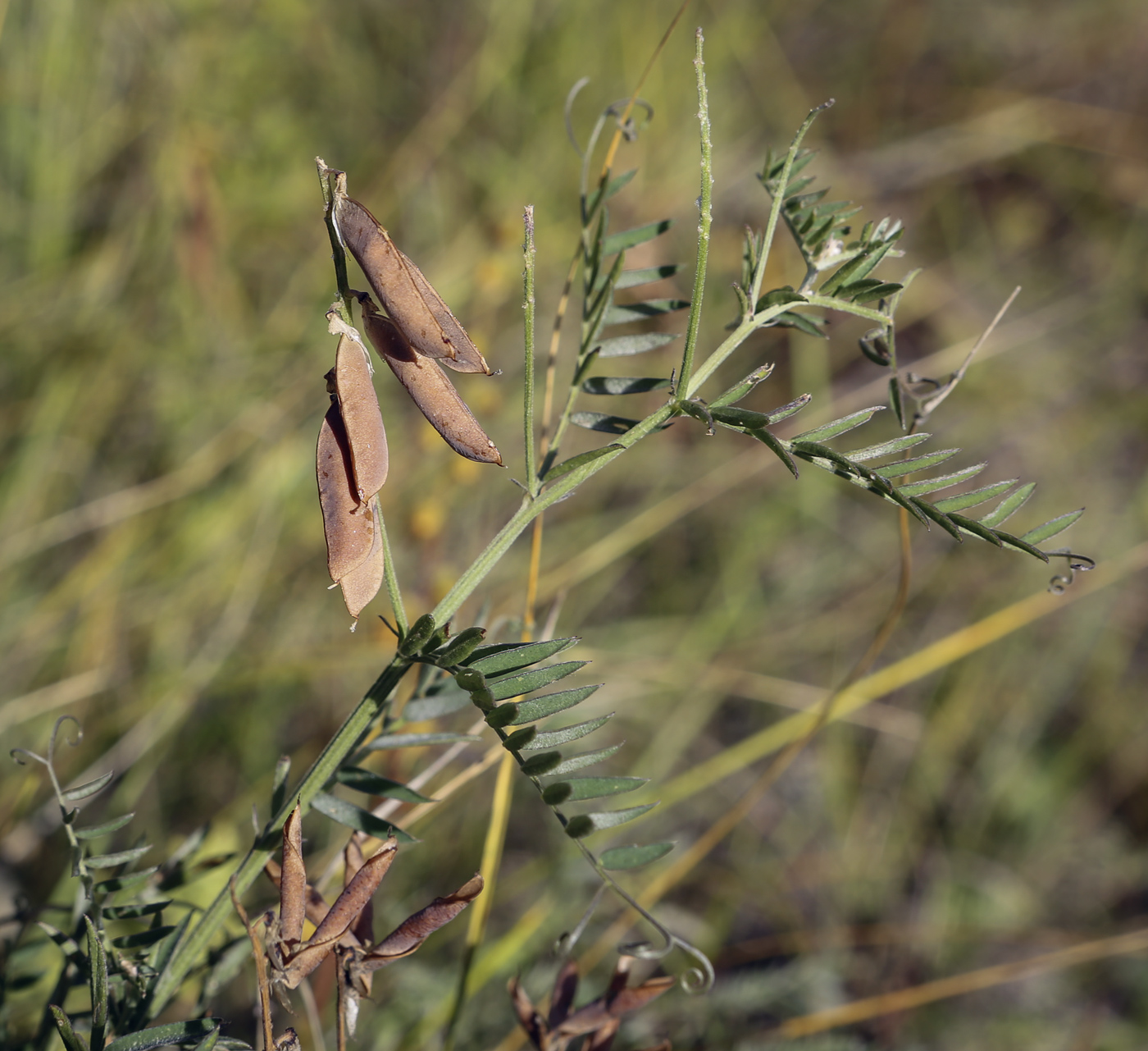 Изображение особи Vicia cracca.