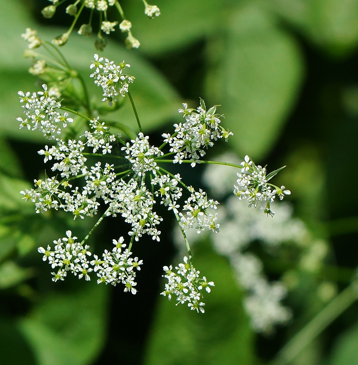 Image of Chaerophyllum aromaticum specimen.