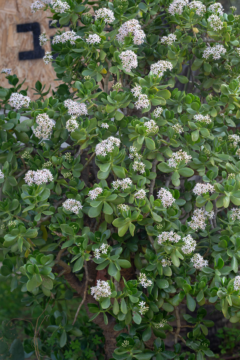 Image of Crassula ovata specimen.