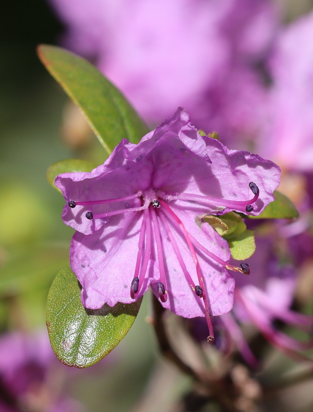 Изображение особи Rhododendron ledebourii.