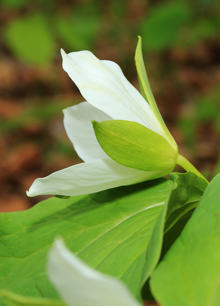 Image of Trillium &times; komarovii specimen.