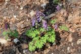 Corydalis solida. Цветущие растения. Самарская обл., Жигулёвский заповедник, гора Стрельная, опушка широколиственного леса. 02.05.2021.