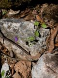 Campanula sidoniensis