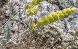Sideritis catillaris