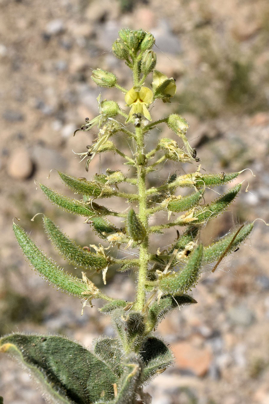 Image of Cleome fimbriata specimen.