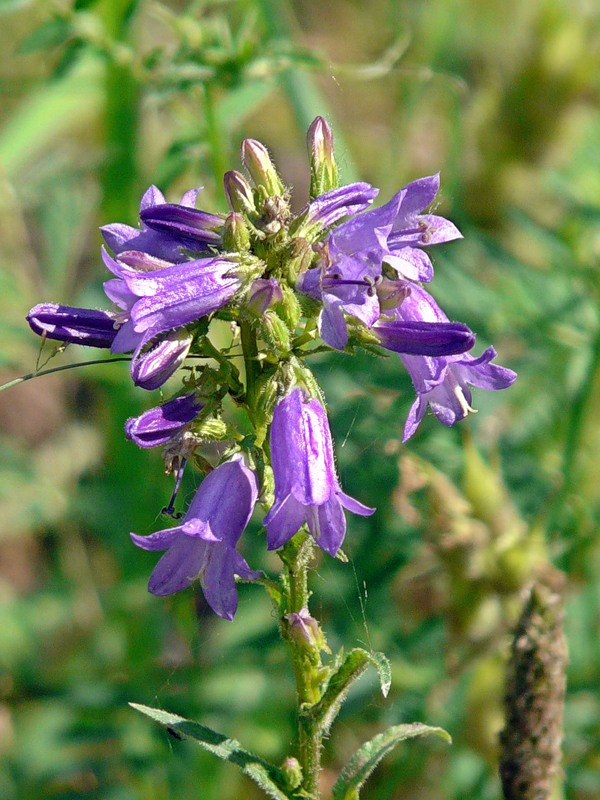 Изображение особи Campanula sibirica.