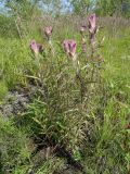 Castilleja rubra