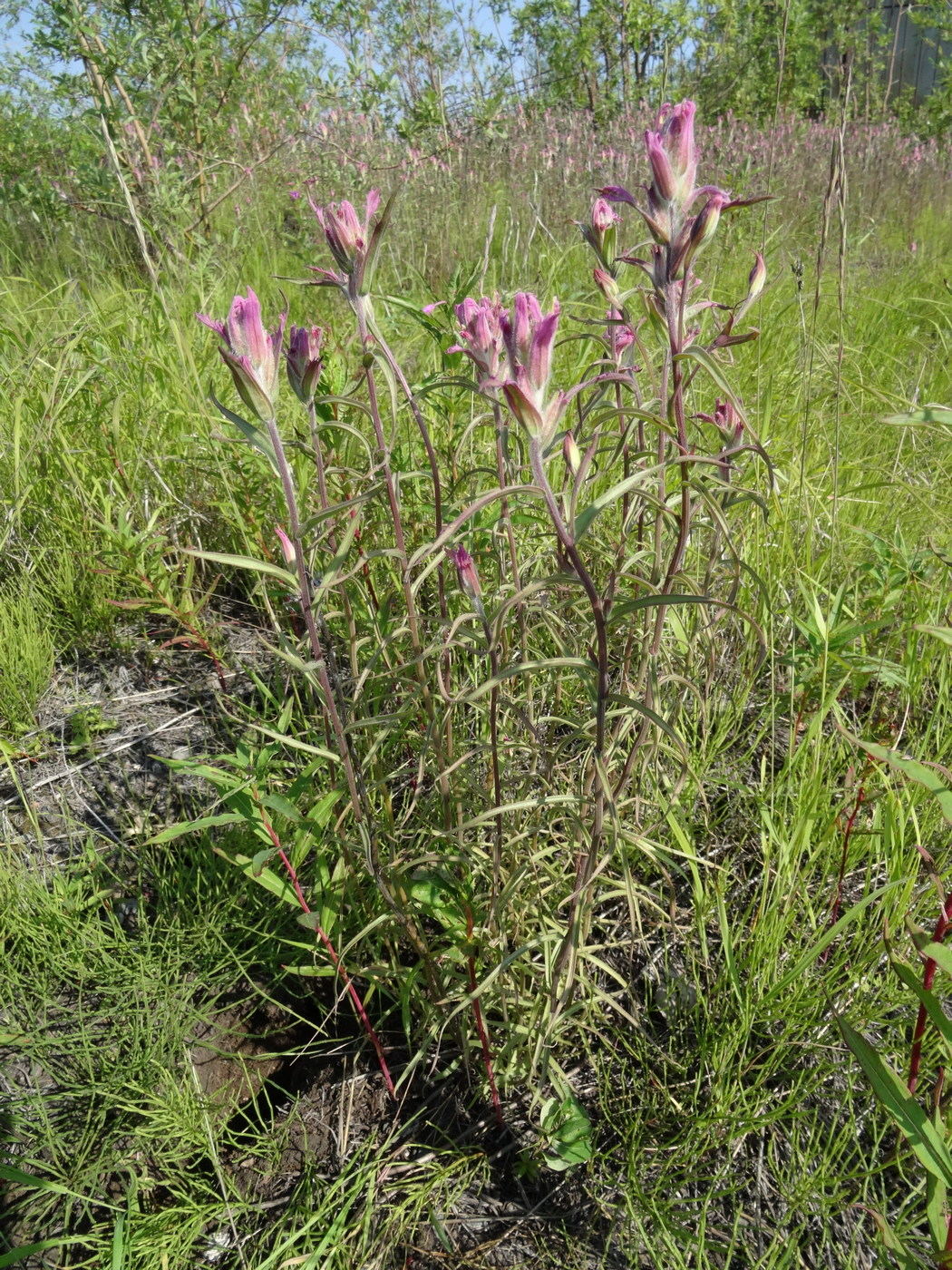 Изображение особи Castilleja rubra.