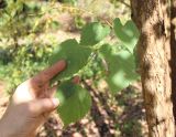 Tilia paucicostata. Побег. Китай, Харбин, Хэйлунцзянский лесной ботанический сад, в культуре. 06.10.2019.