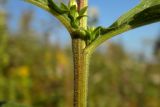 Solidago virgaurea