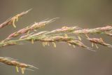 Sorghum × drummondii